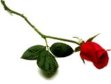 A Rose In Memory of All Our Pioneer Ancestors 