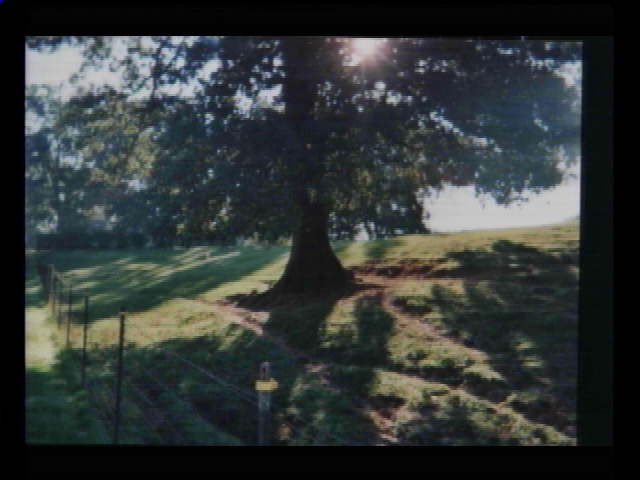 pw-ruddell-tree.jpg (31046 bytes)