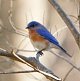 bluebird