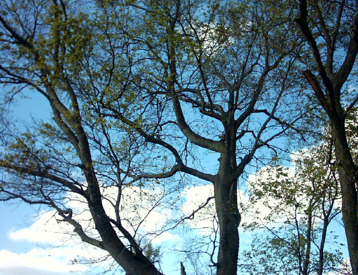 berkley_cemetery_trees.jpg (159959 bytes)